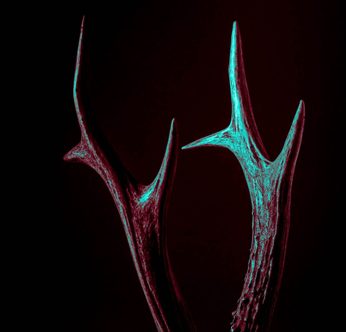 nilüfer müzik festivali