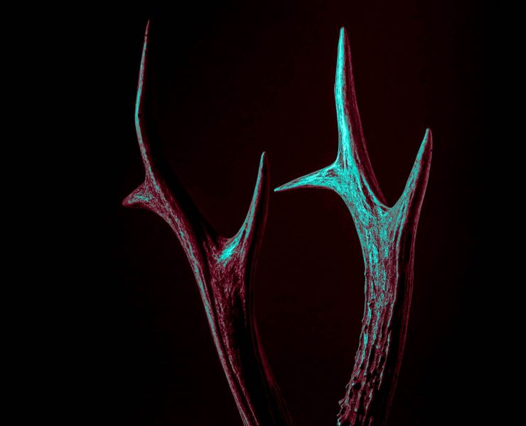 nilüfer müzik festivali