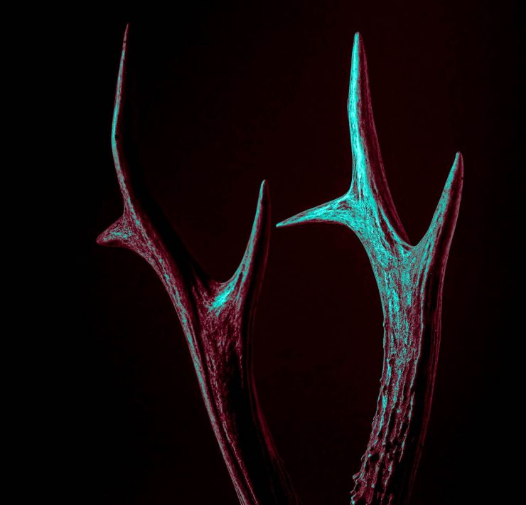 nilüfer müzik festivali